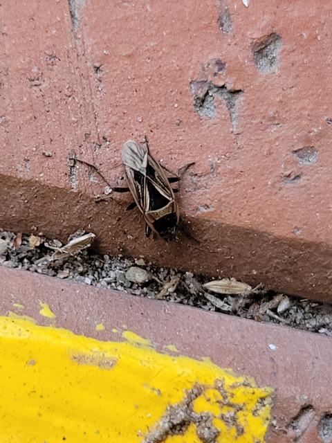 Xanthochilus quadratus - szegélyes díszesbodobács