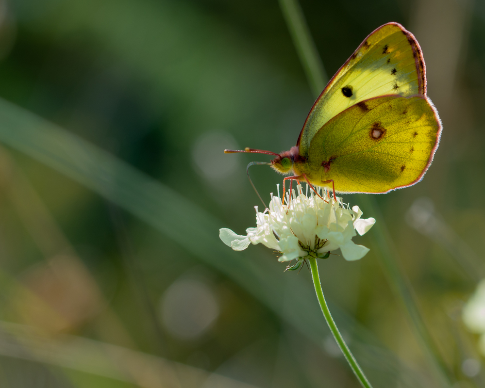 Colias hyale/alfacariensis