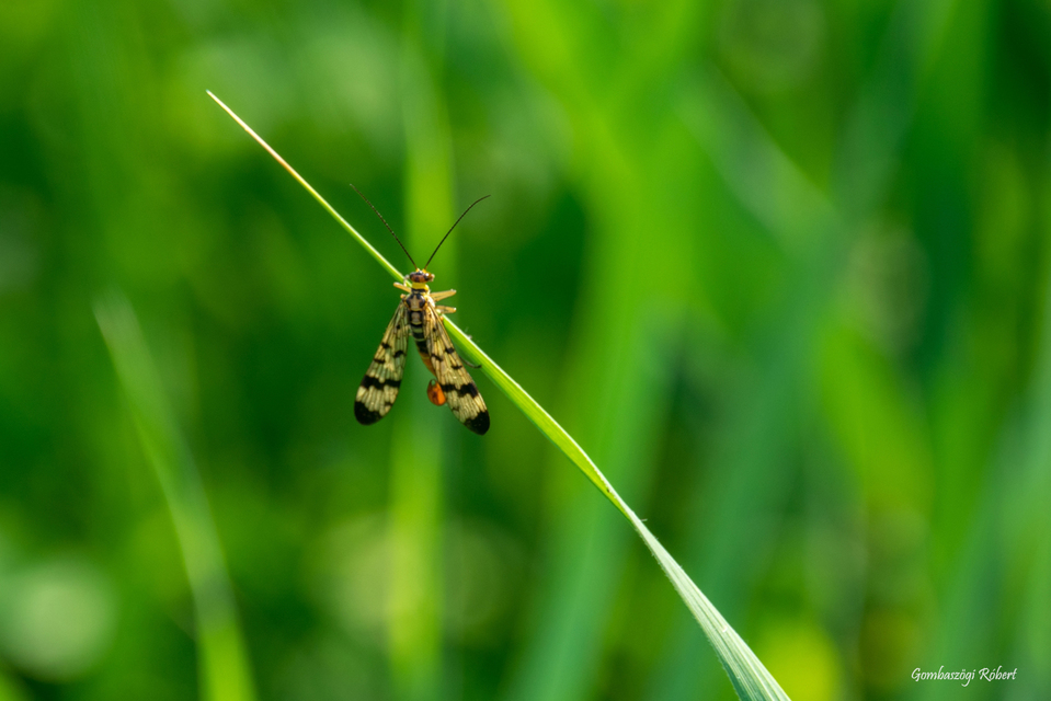 Panorpa cognata