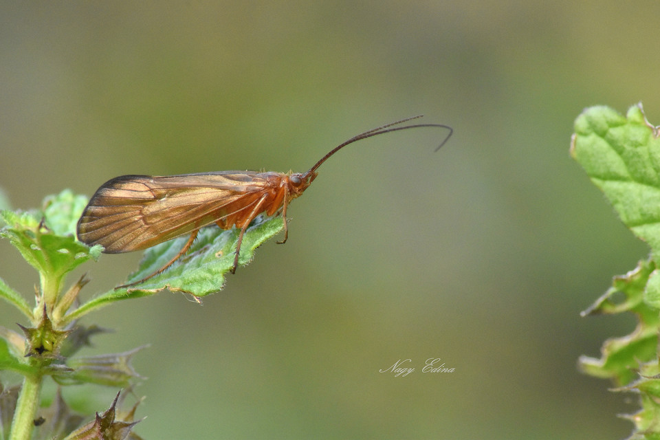 Limnephilidae