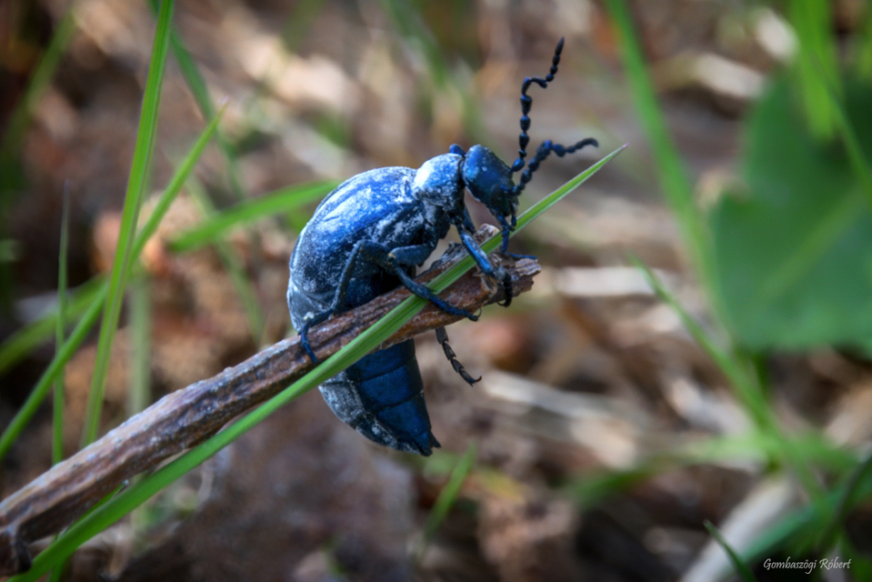 Meloe violaceus - kék nünüke