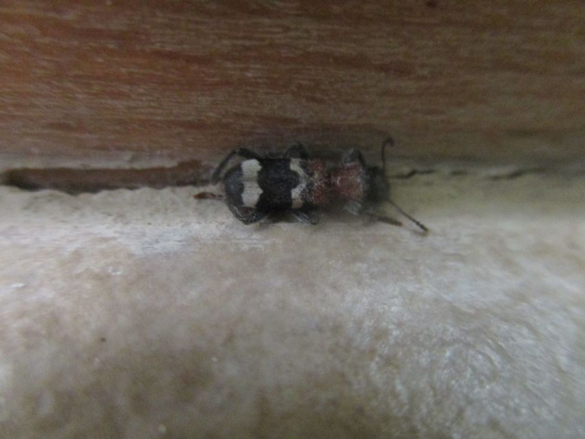 Thanasimus formicarius - vörösnyakú szúfarkas