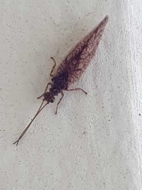 Micromus angulatus