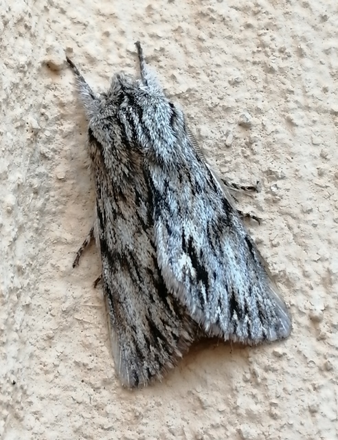 Asteroscopus sphinx - csillagnéző bundásbagoly