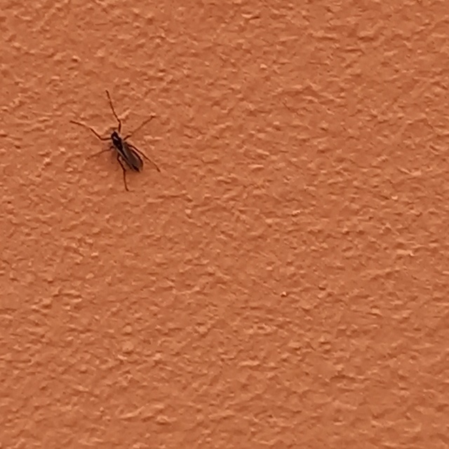 Chironomidae - árvaszúnyogok