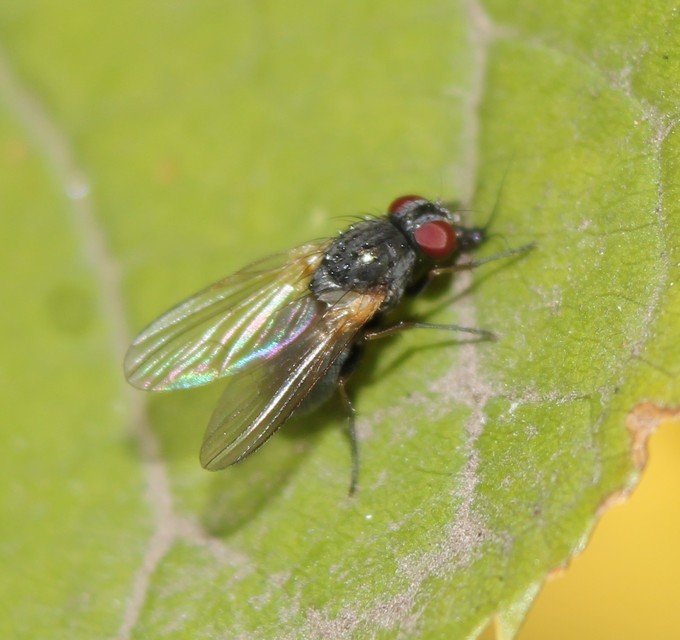 Fannia