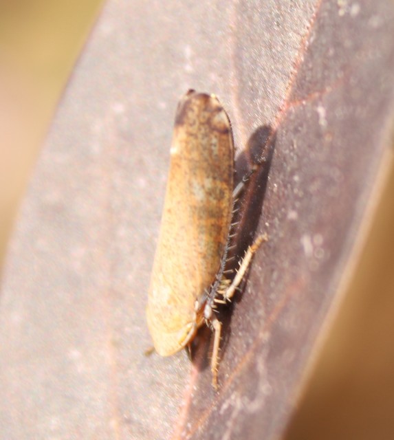 Fieberiella florii
