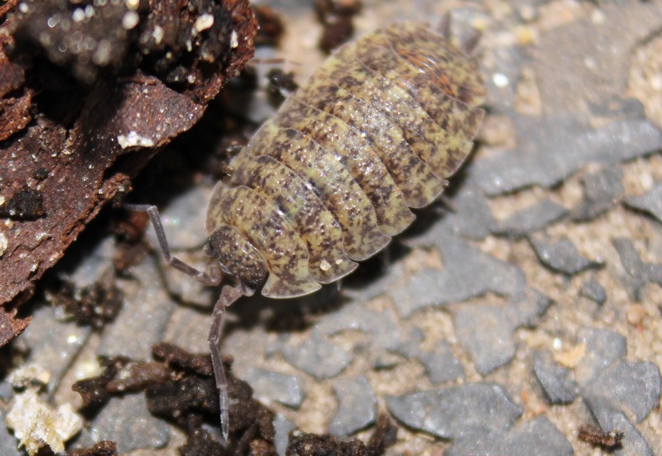Porcellio scaber - érdes pinceászka Porcellio scaber - érdes pinceászka