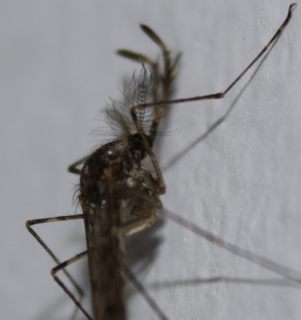 Culicidae - csípőszúnyogok