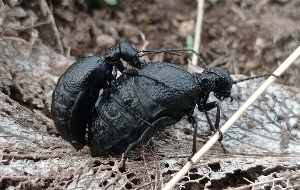 Meloe rugosus - ráncos nünüke