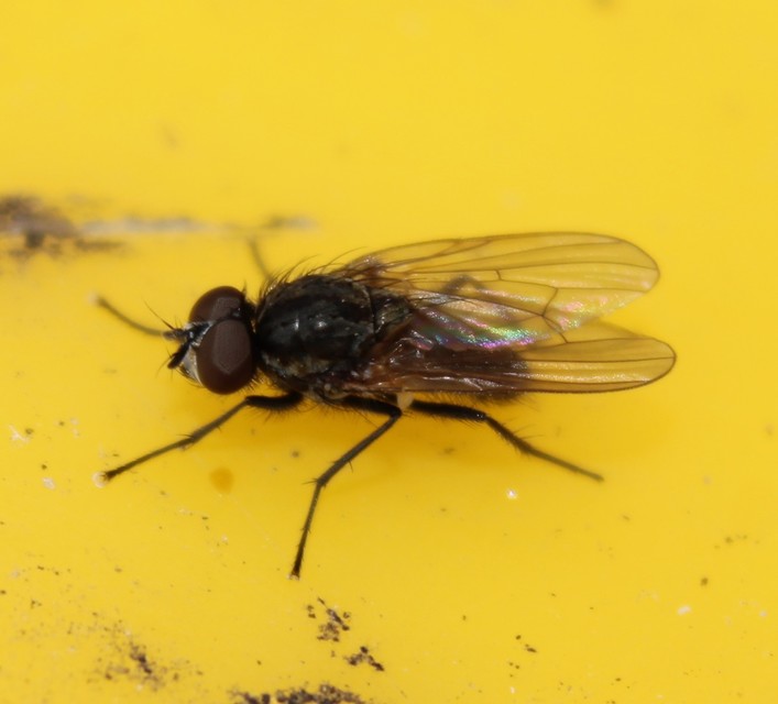 Anthomyiidae - viráglegyek