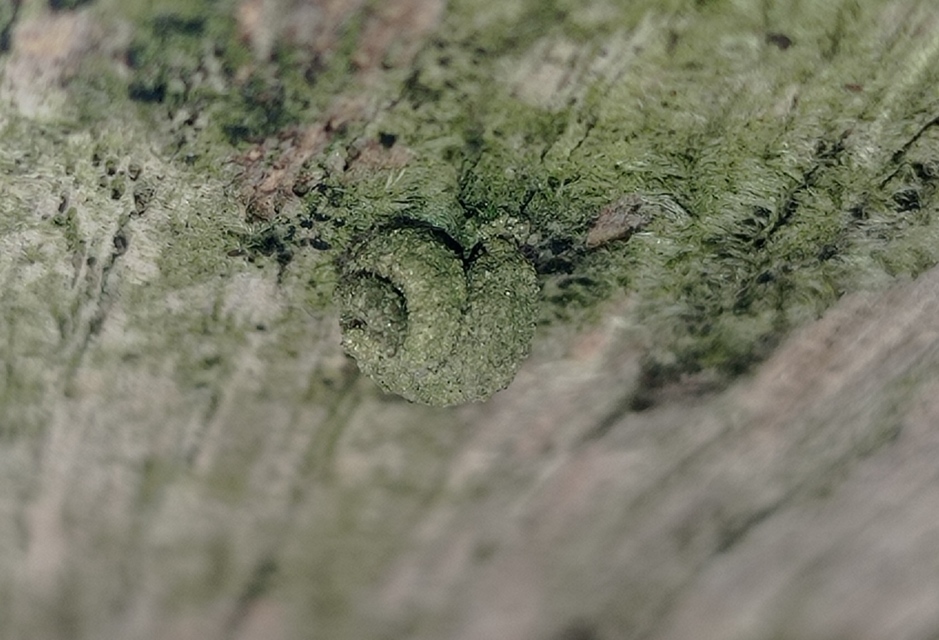 Apterona helicoidella - csigahéjas zsákhordólepke