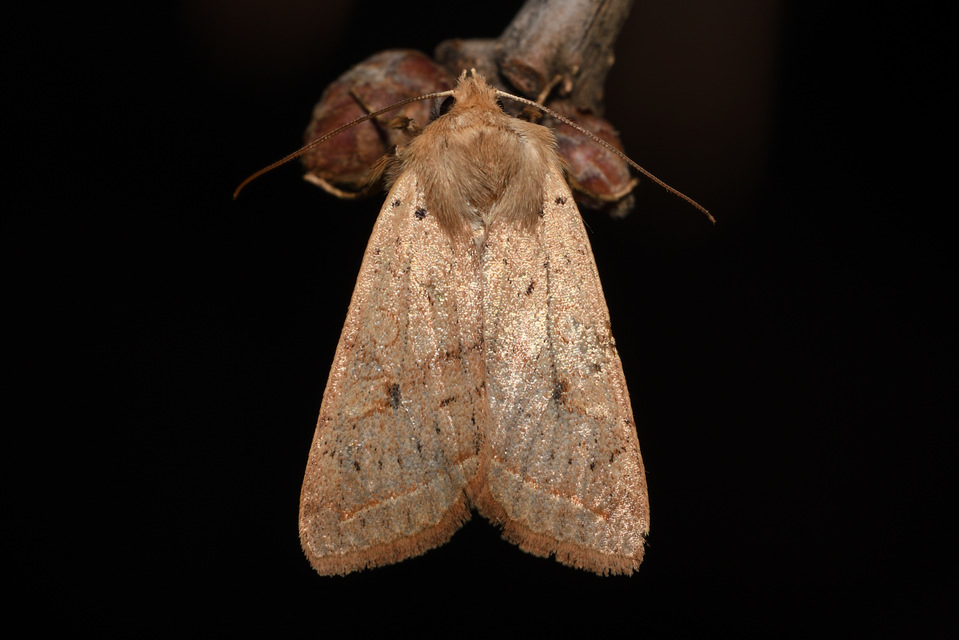 Leptologia macilenta - gyertyán-őszibagoly