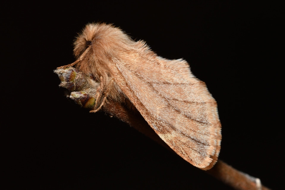 Ptilophora plumigera - tollas púposszövő
