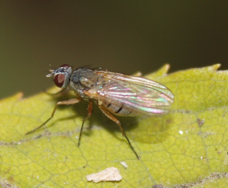 Coenosia