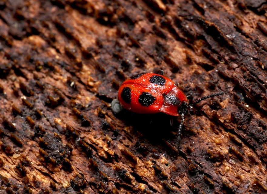 Endomychus coccineus - négypettyes álböde