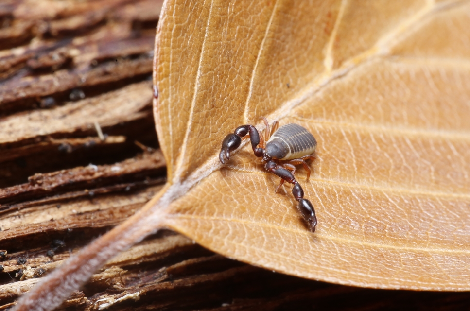 Pseudoscorpionida - Álskorpiók