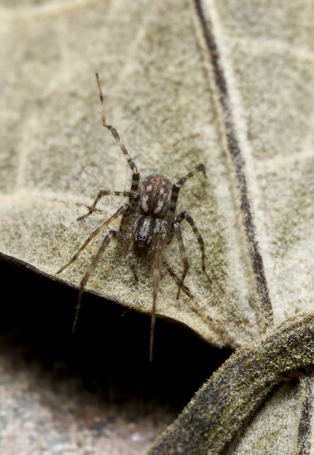 Tegenaria