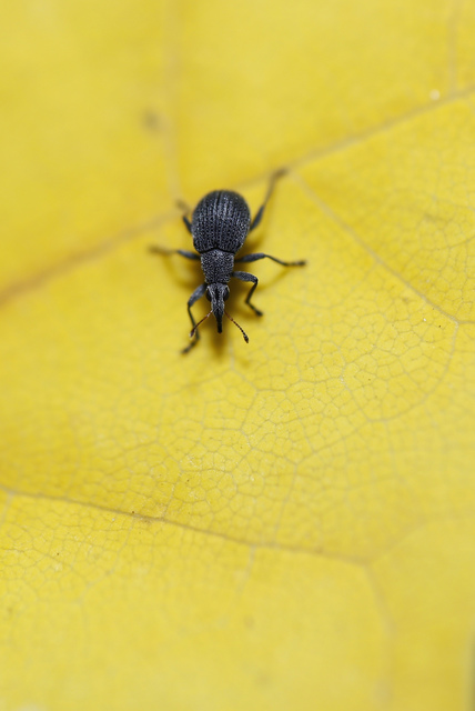 Oxystoma craccae - kaszanyügbükköny-cickányormányos