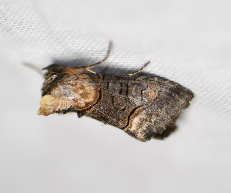 Abrostola asclepiadis - barnaövű csalánbagoly