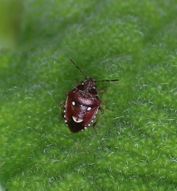 Stagonomus amoenus Stagonomus amoenus