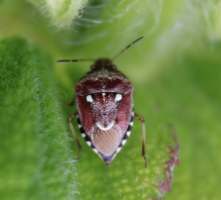 Stagonomus amoenus Stagonomus amoenus