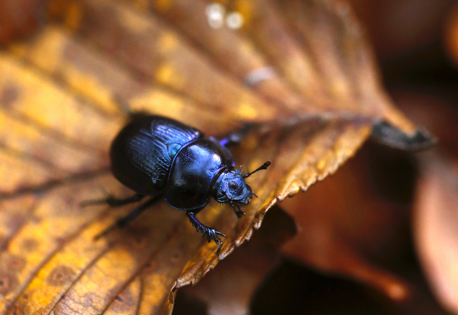 Anoplotrupes stercorosus - erdei álganéjtúró