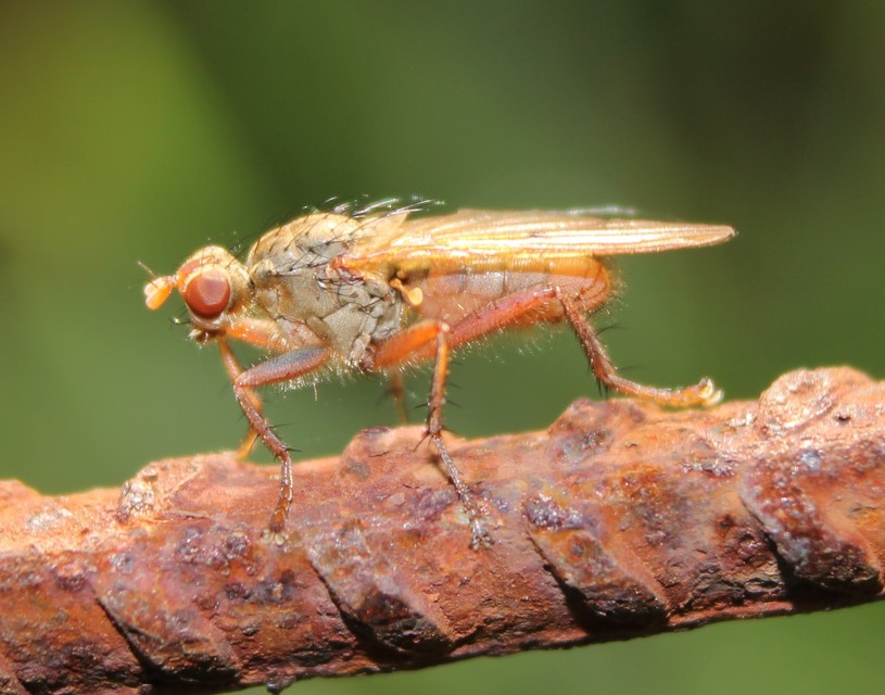 Scathophagidae