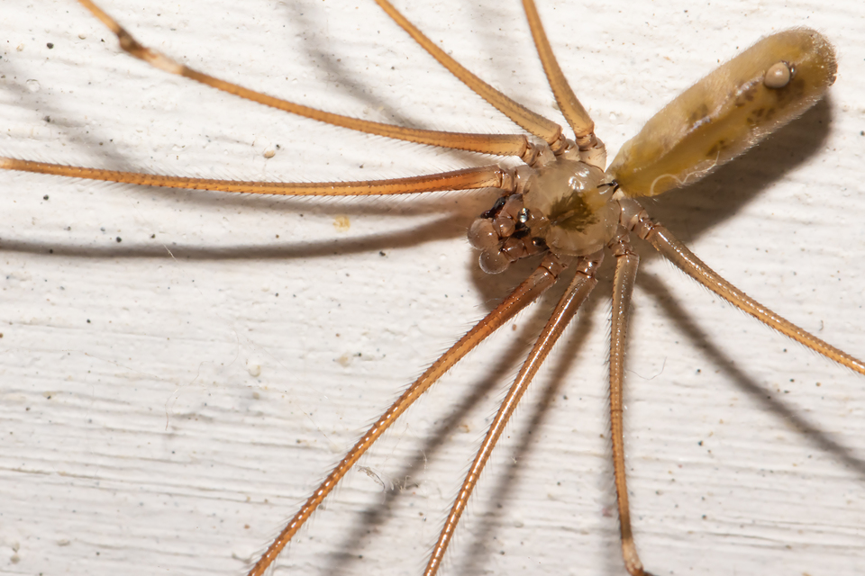 Pholcus phalangioides - nagy álkaszáspók Pholcus phalangioides - nagy álkaszáspók