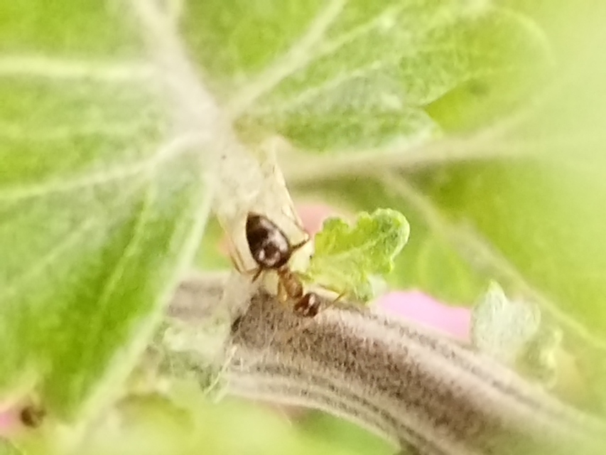 Plagiolepis