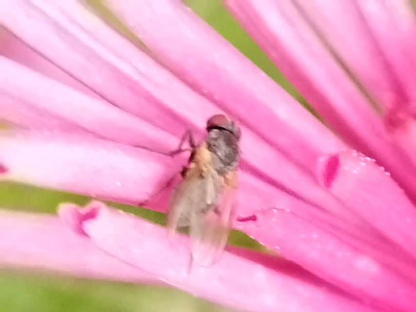 Fannia