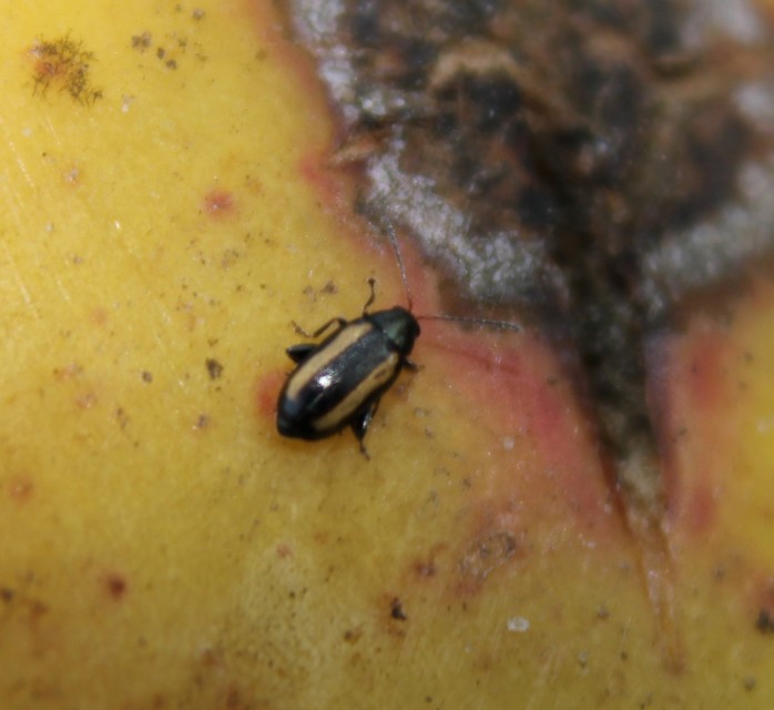 Phyllotreta