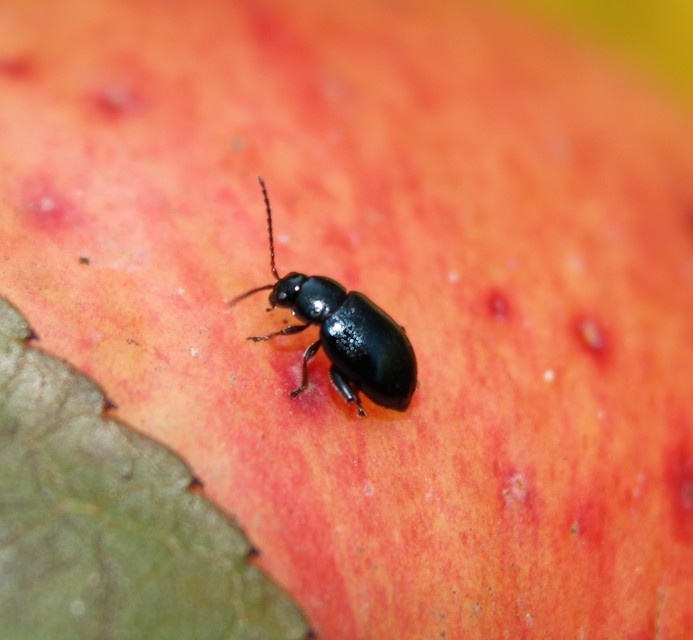 Aphthona