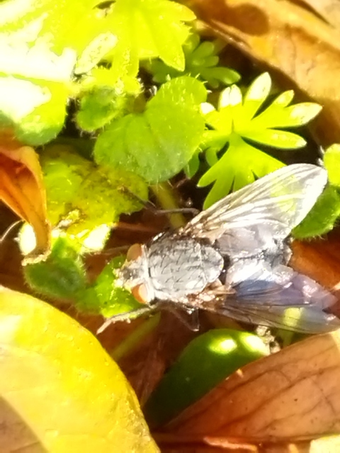 Calliphora