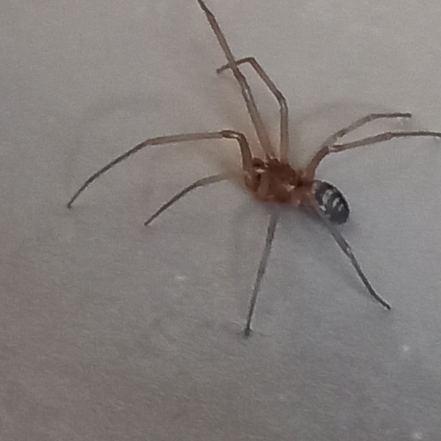 Steatoda grossa - nagy faggyúpók