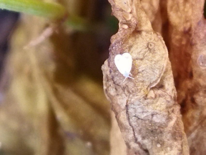 Aleyrodidae