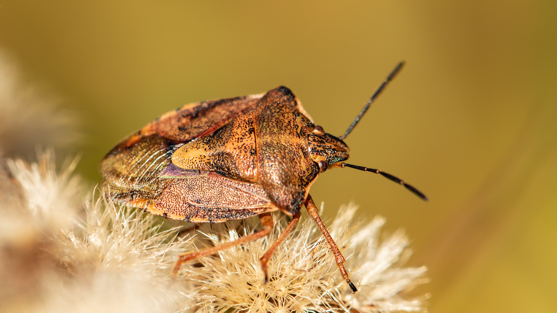 Carpocoris