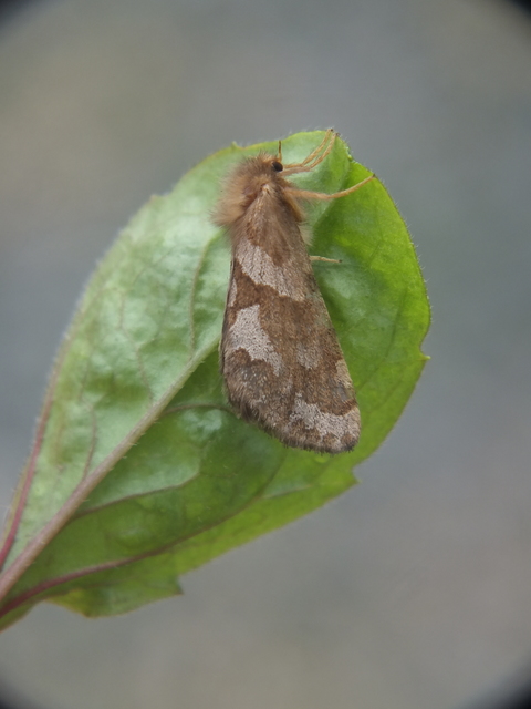 Phymatopus hecta - aranyló gyökérrágólepke
