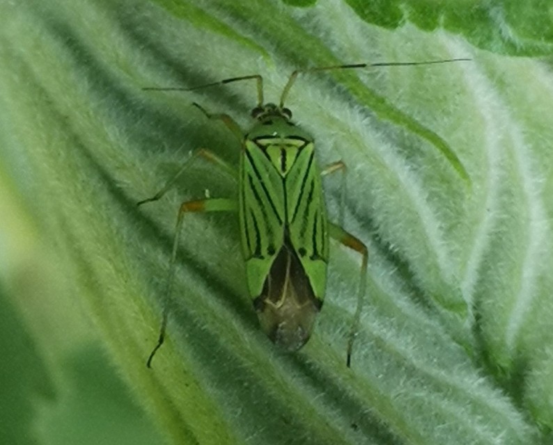 Mermitelocerus schmidtii