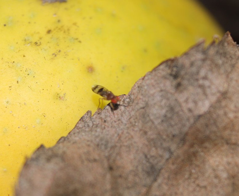 Chymomyza amoena