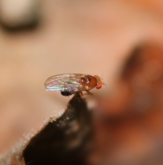 Drosophilidae - muslicafélék