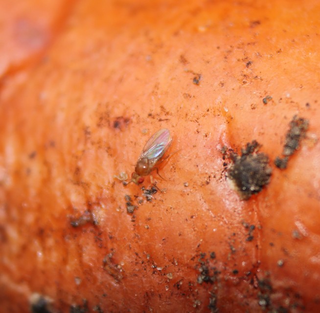 Drosophilidae - muslicafélék