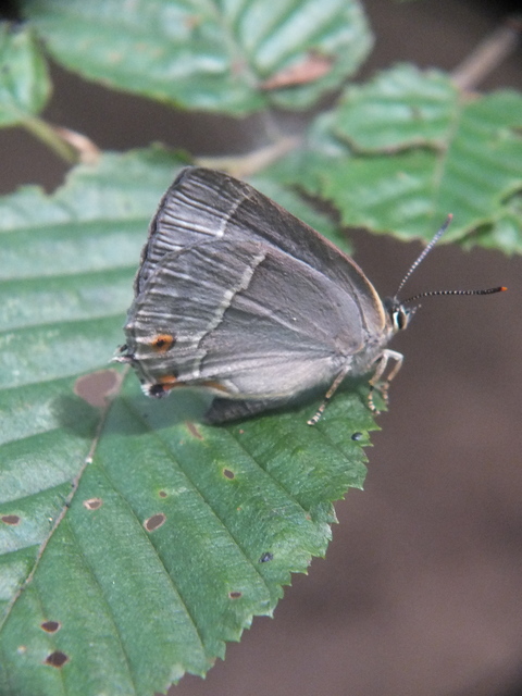 Neozephyrus quercus - tölgyfalepke
