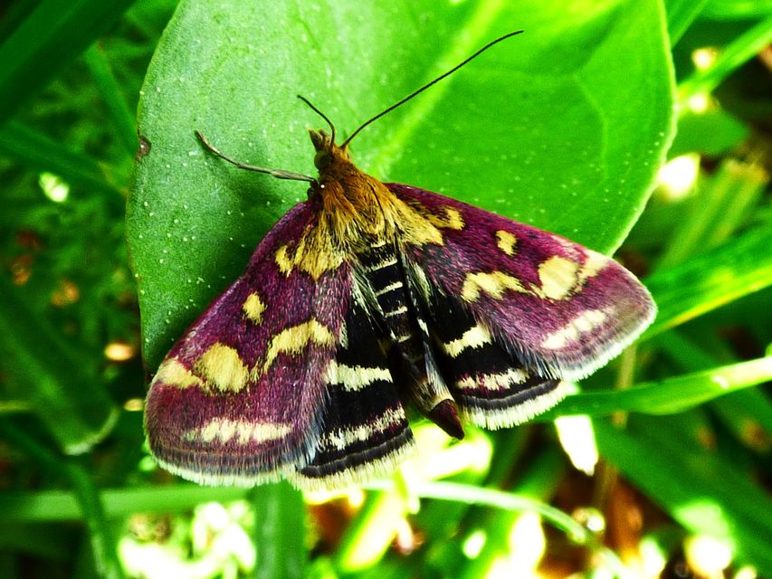 Pyrausta purpuralis - közönséges bíbormoly