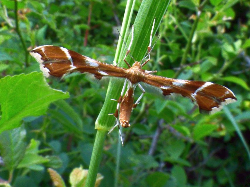 Cnaemidophorus rhododactyla - rózsabogyó-tollasmoly