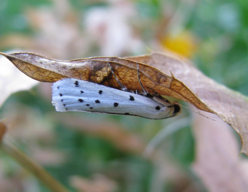 Myelois circumvoluta - pettyes karcsúmoly