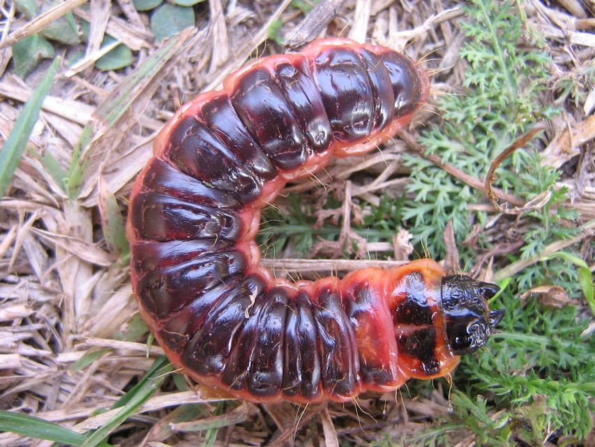 Cossus cossus - fűzfarontólepke