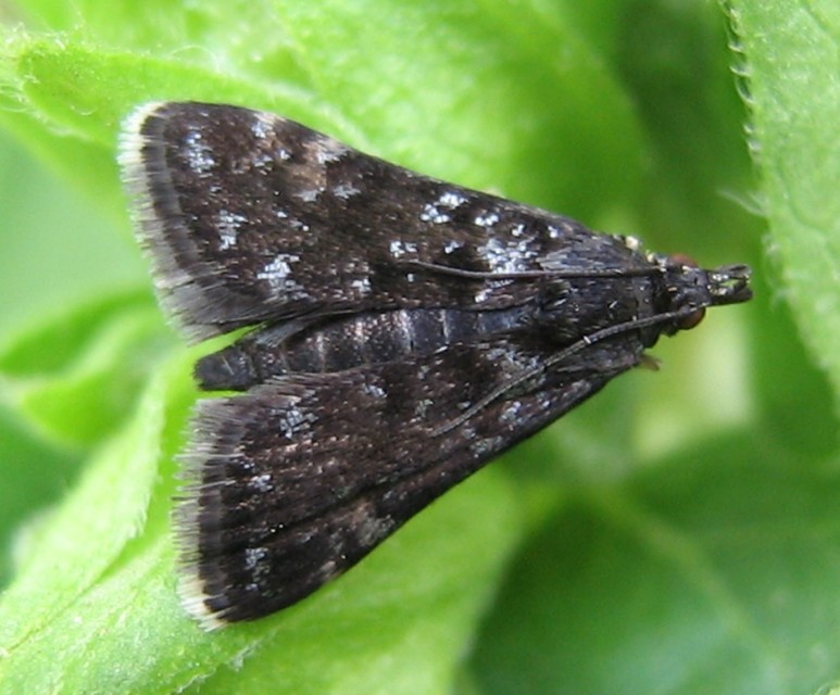 Heliothela wulfeniana - fényes kormosmoly
