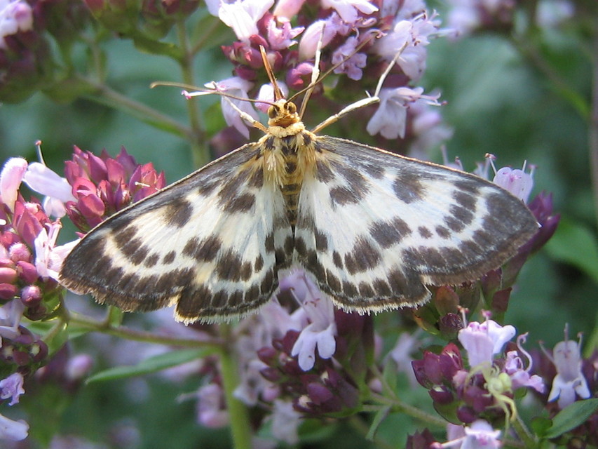 Anania hortulata - tarka csalánmoly
