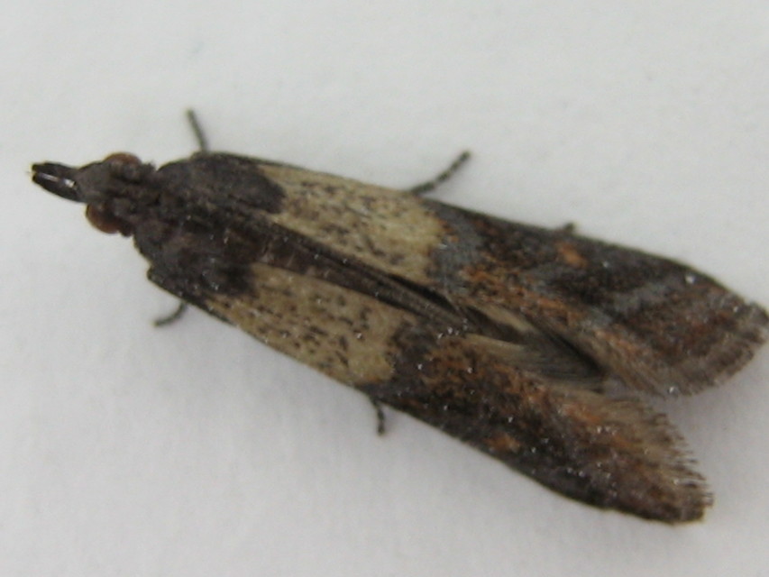 Plodia interpunctella - aszalványmoly